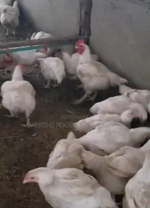 Giant Big Broilers Chicken for Sales