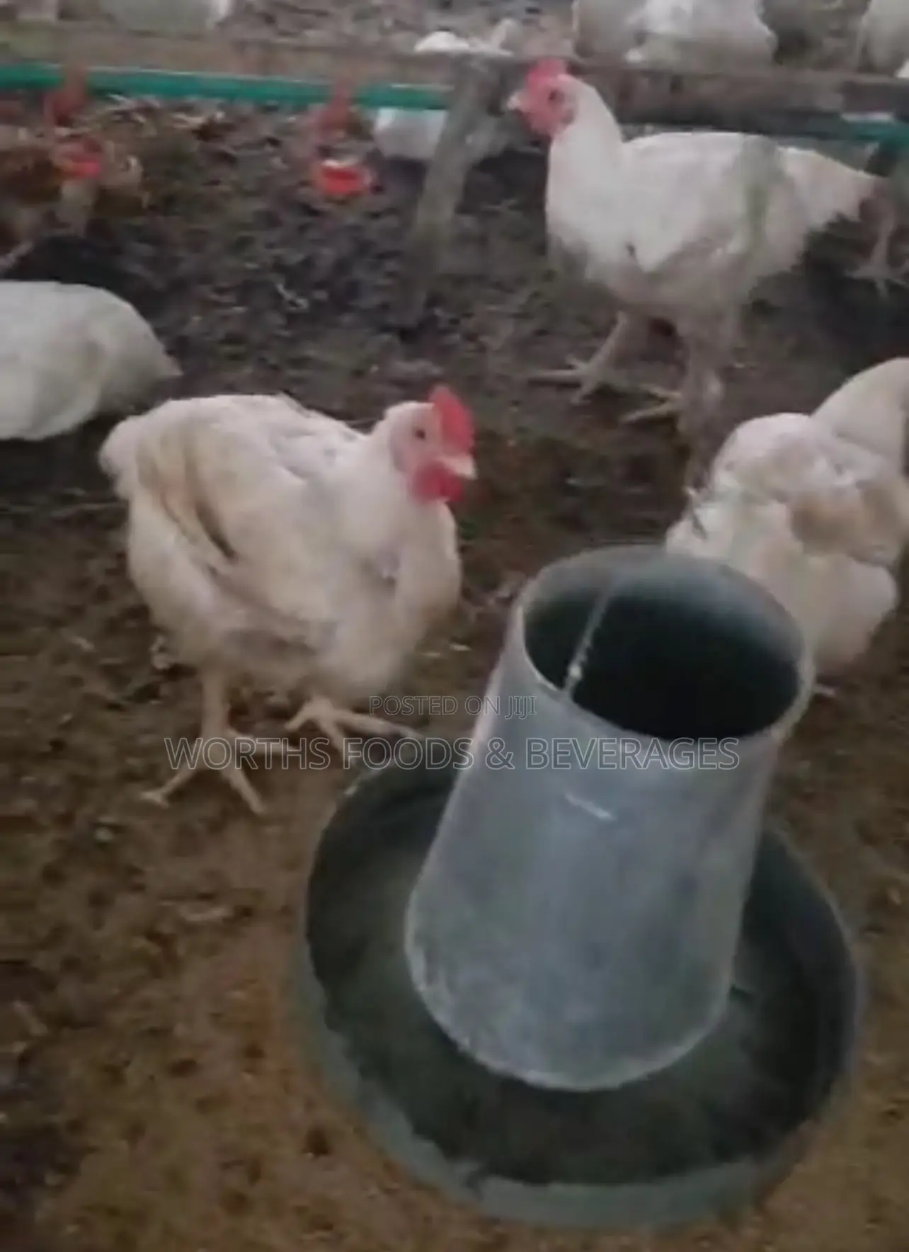 Giant Big Broilers Chicken for Sales
