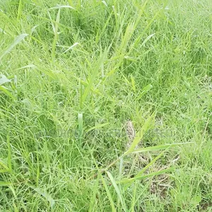 Land for Sale at Lekki Phase 1
