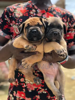 1-3 months Female Purebred Boerboel
