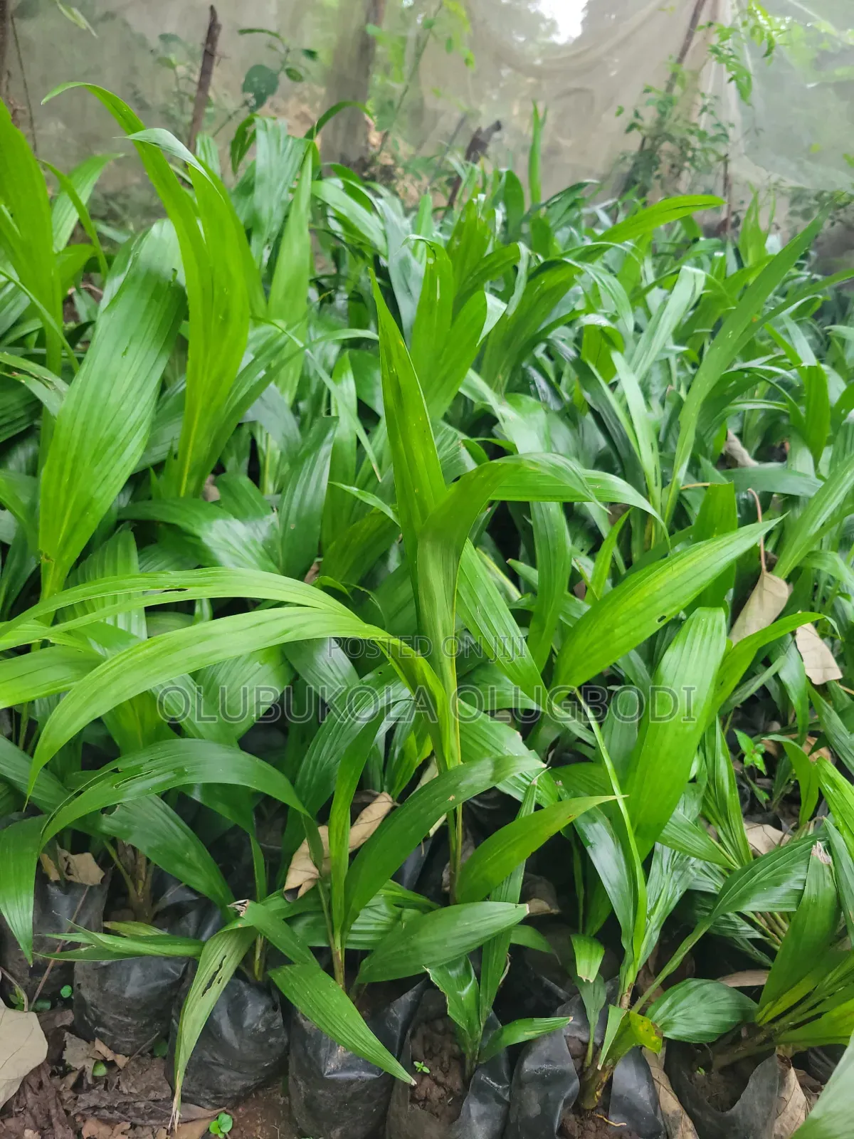 We Raise Seedlings , You Grow Harvest