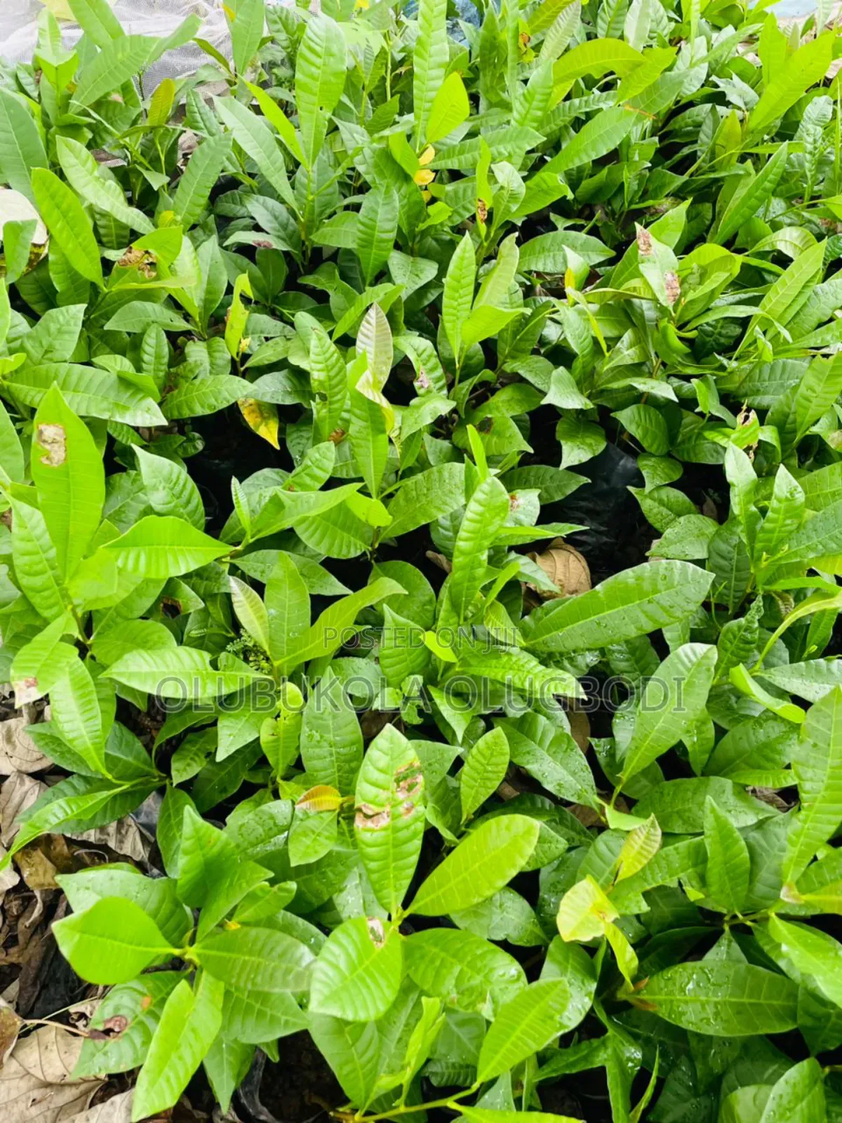 We Raise Seedlings , You Grow Harvest