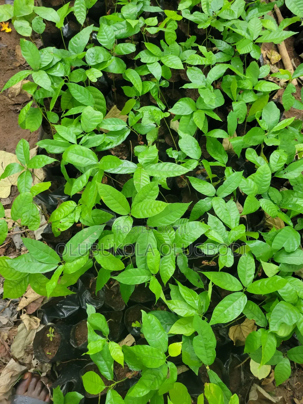 We Raise Seedlings , You Grow Harvest
