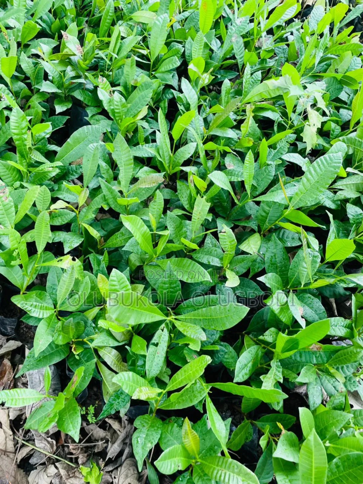 We Raise Seedlings , You Grow Harvest