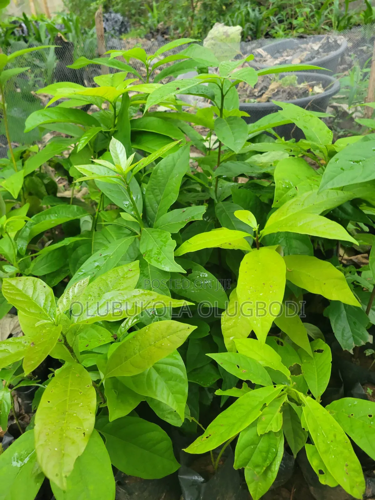 We Raise Seedlings , You Grow Harvest