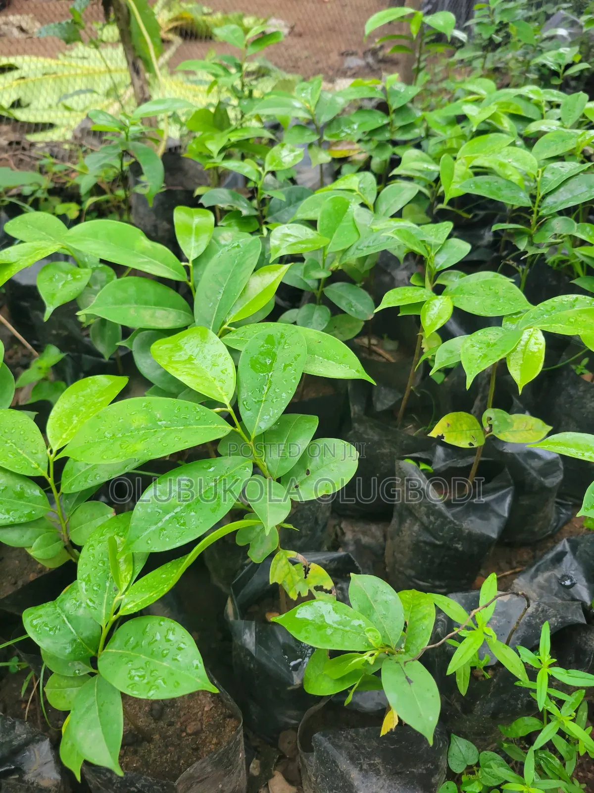 We Raise Seedlings , You Grow Harvest