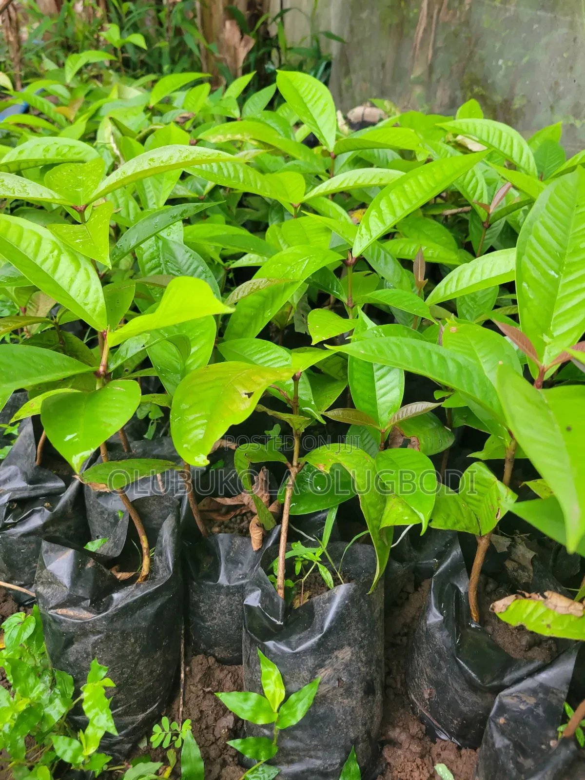 We Raise Seedlings , You Grow Harvest