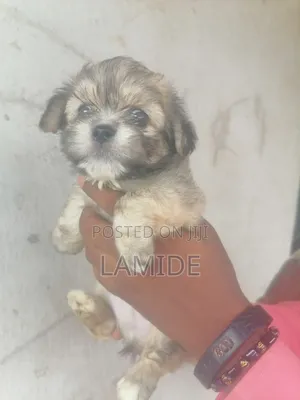 1-3 months Male Purebred Lhasa Apso