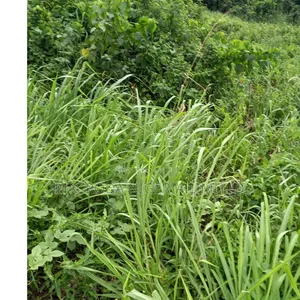Land Survey: Contact Us for a Maximum Satisfaction