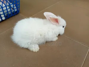 Exotic Pet Rabbits