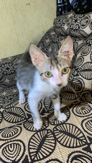 3-6 months Male Mixed Breed American Shorthair