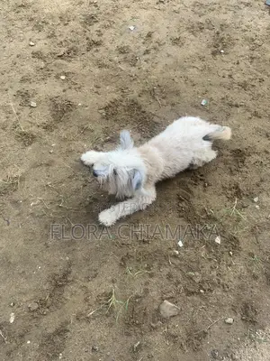 1+ year Male Purebred Lhasa Apso