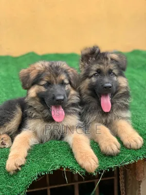 1-3 months Male Purebred German Shepherd