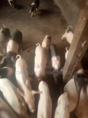 Pigs Available at Affordable