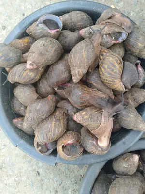 Snail Available Now
