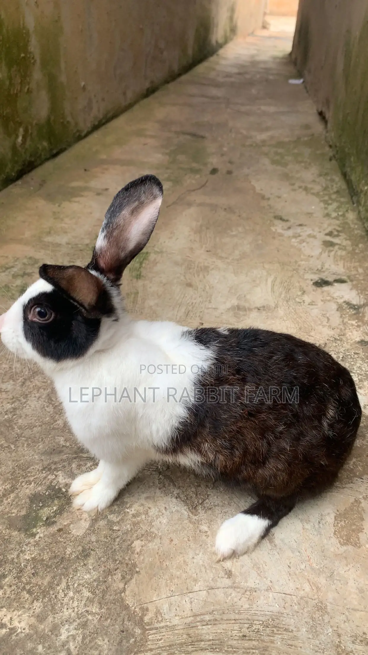 Rabbits in Different Breeds Available for Sale (Weaners)