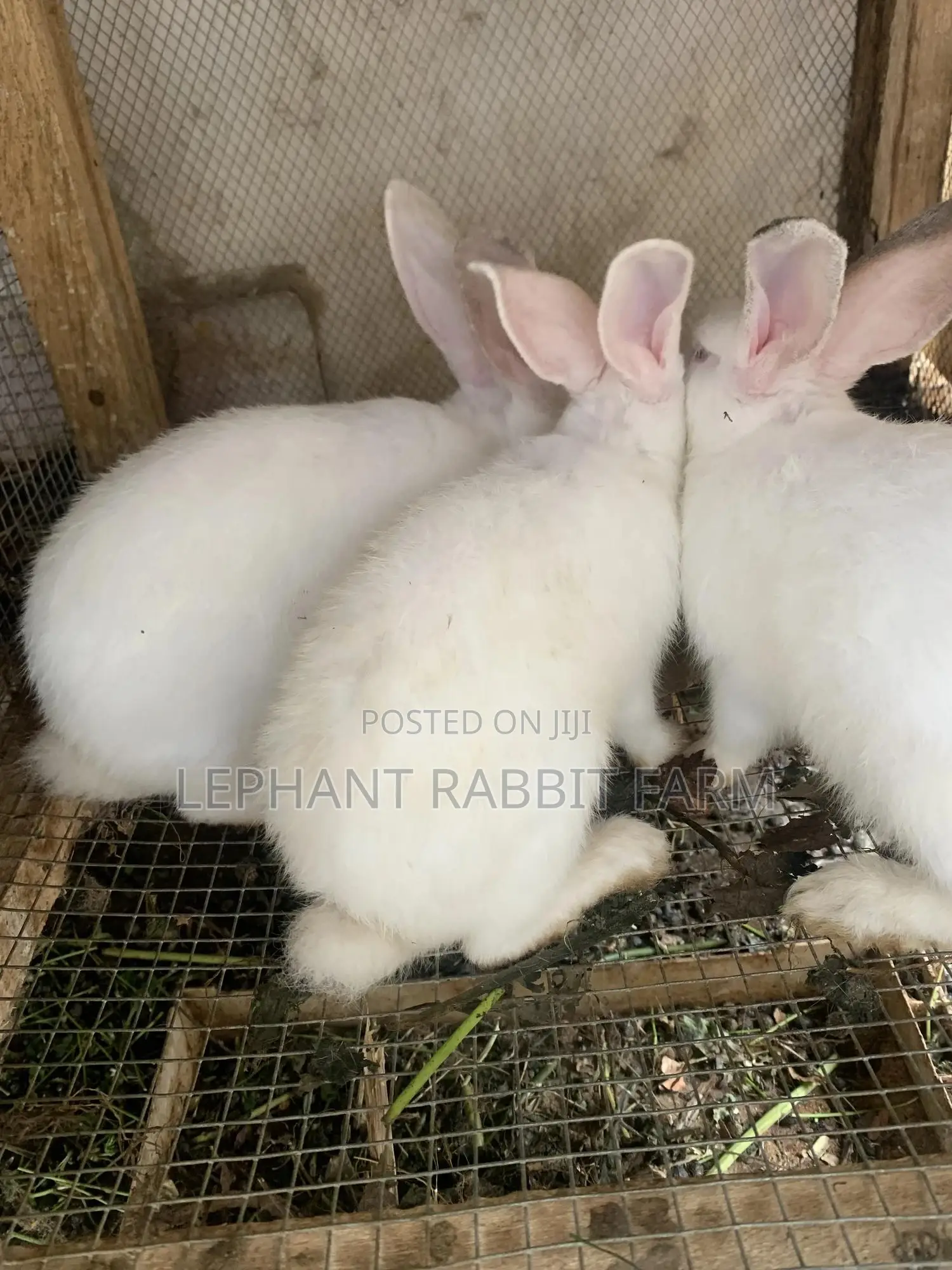 Rabbits in Different Breeds Available for Sale (Weaners)