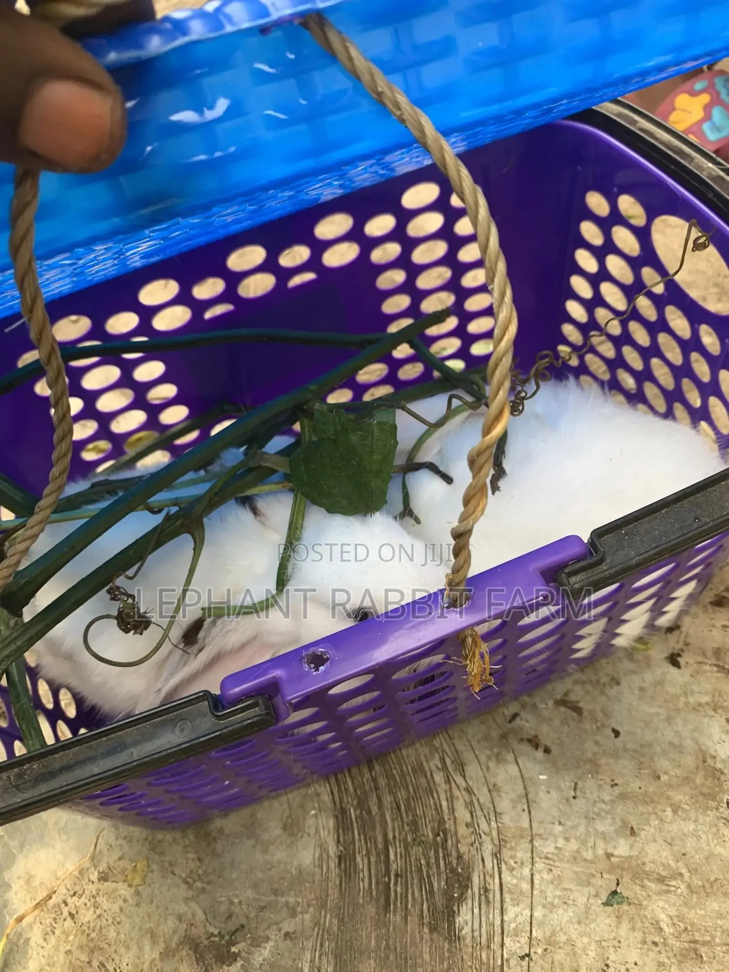 Rabbits in Different Breeds Available for Sale (Weaners)