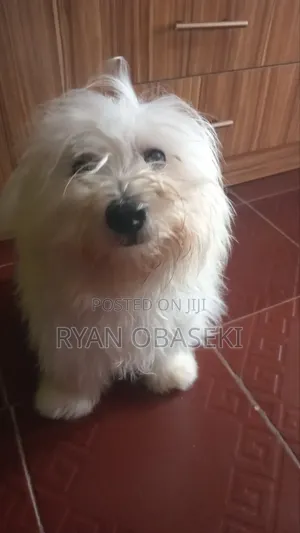 6-12 months Male Purebred Lhasa Apso