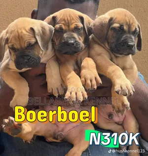 3-6 months Female Purebred Boerboel