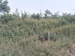 Plots of Land for Sale at Centenary City Per Plot for 15 M