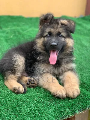 1-3 months Female Purebred German Shepherd