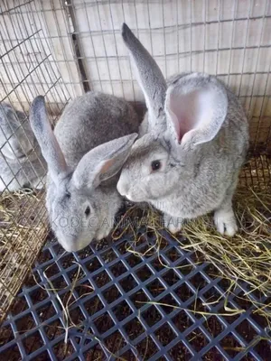 Exotic (Foreign) Rabbits Are Available for New Home 
