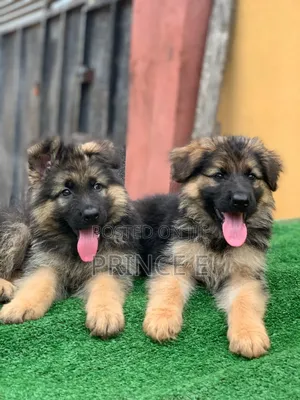 1-3 months Male Purebred German Shepherd