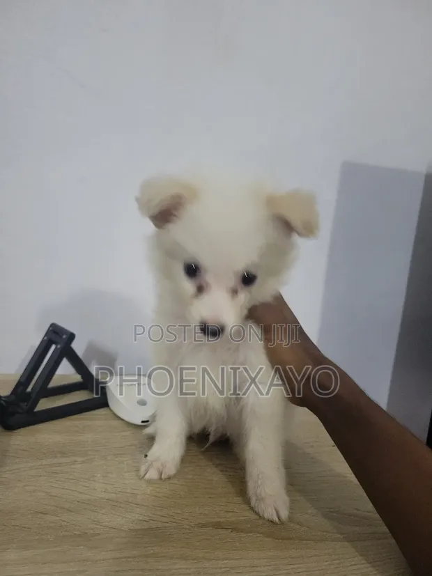 Pomeranian Puppy American Eskimo Olx Near Me Pomeranian Dog Seller