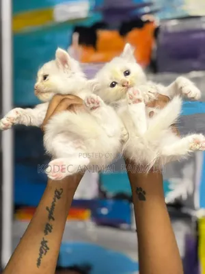 0-1 month Female Purebred Persian