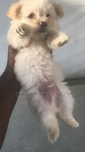 1-3 months Male Purebred Lhasa Apso