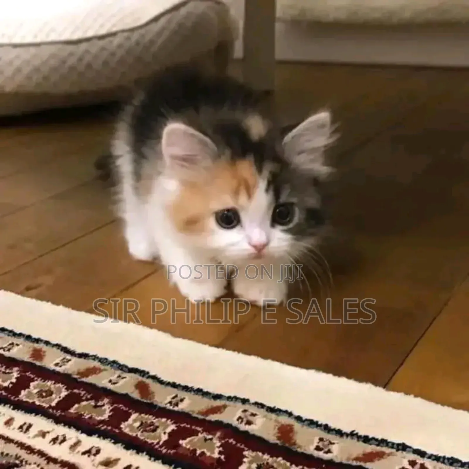 1-3 months Female Purebred Cat