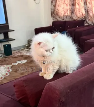 1-3 months Female Purebred Cat
