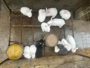 Both Sex Quality Bunnies Available For New Home