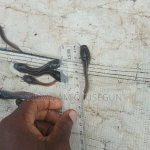 3000 PCS of Clarias Fingerlings Ranging From 6-9cm, 50-70 Naira Each.