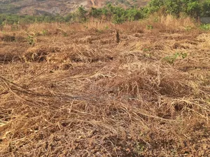 Sweet Katampe Extension Plot for Sale , Size 4200sqm