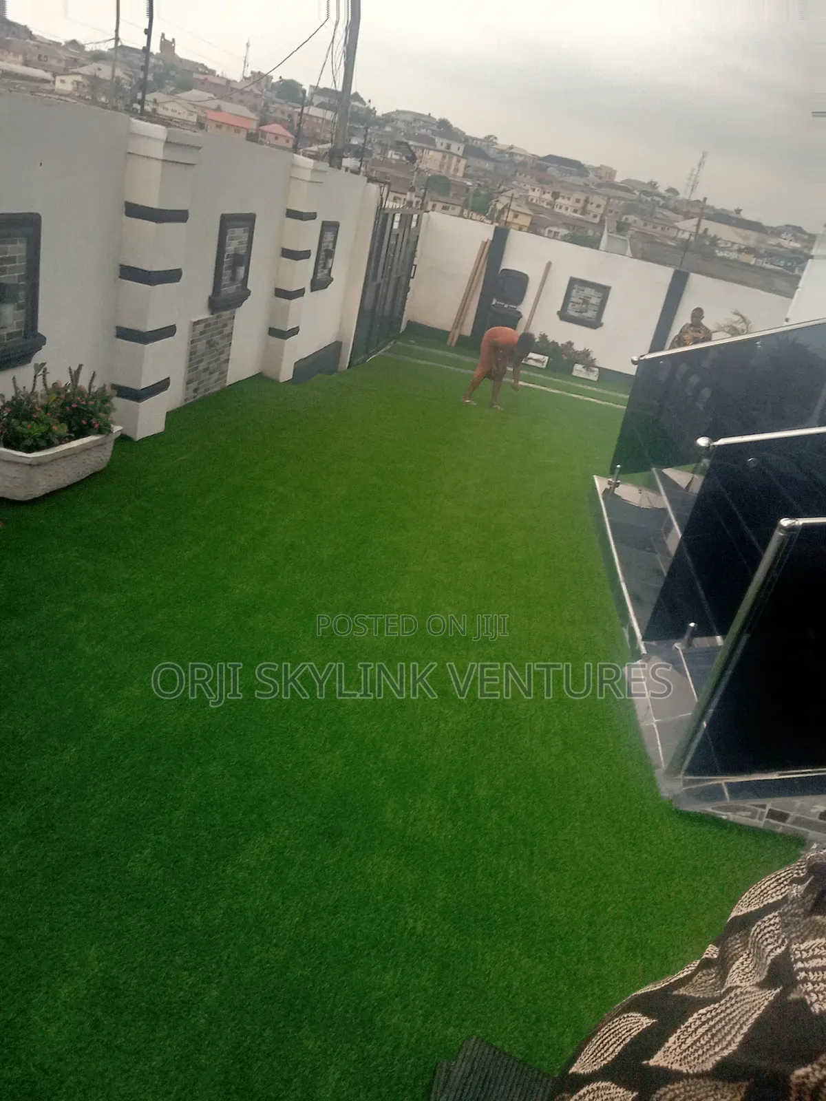 Green Carpet Grass