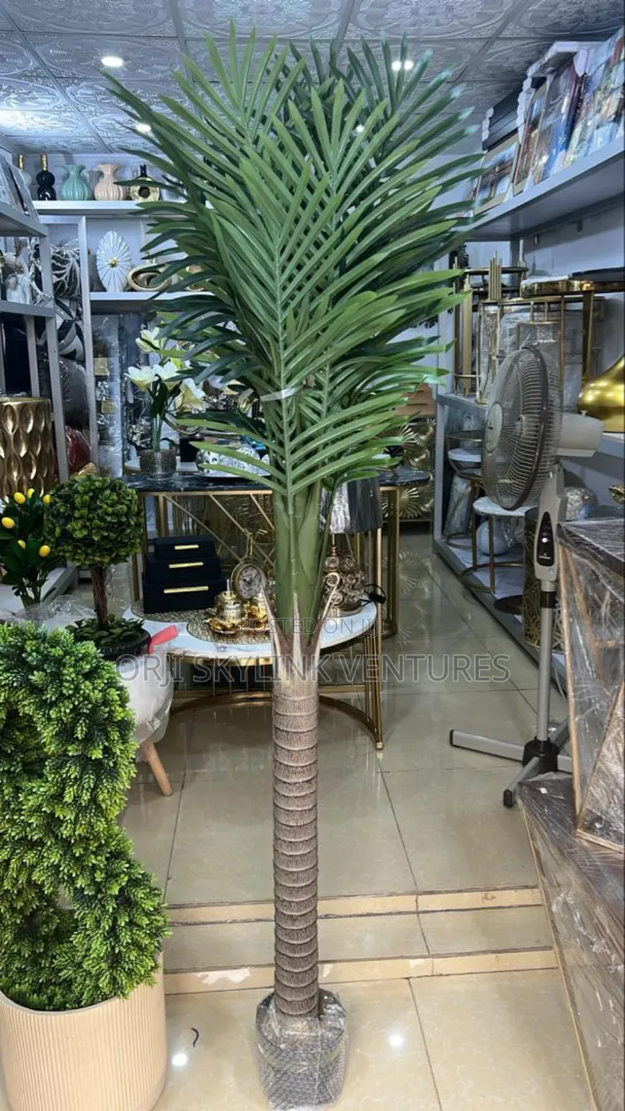 Palm Flower Plant