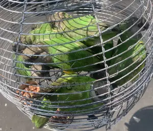 Senegalese Parrots