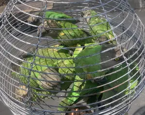 Senegalese Parrots