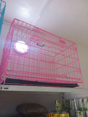 Pet Accessories