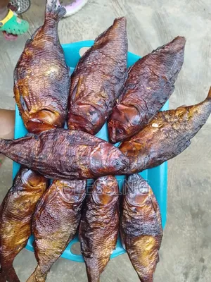 Bonga Fish