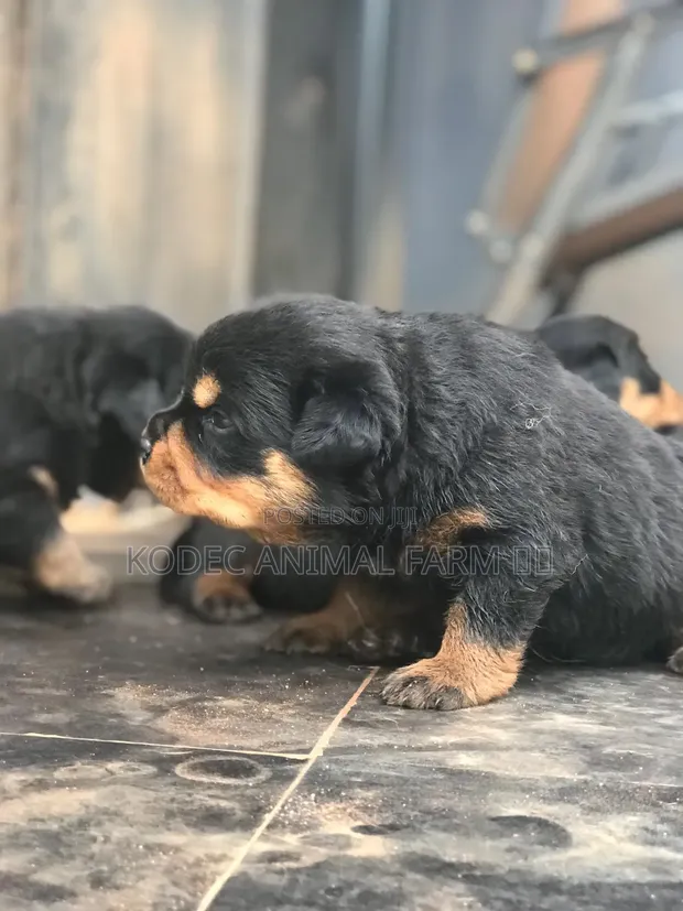 Month Rottweiler 0-1 Month Female Purebred Rottweiler In Enugu