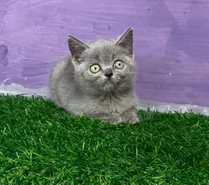 0-1 month Female Purebred British Shorthair