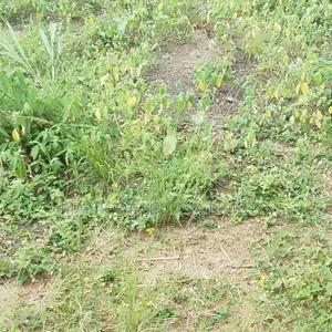 Bare Land Measuring 2000sqm