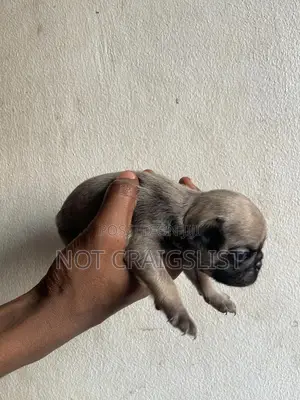 0-1 month Female Purebred Pug
