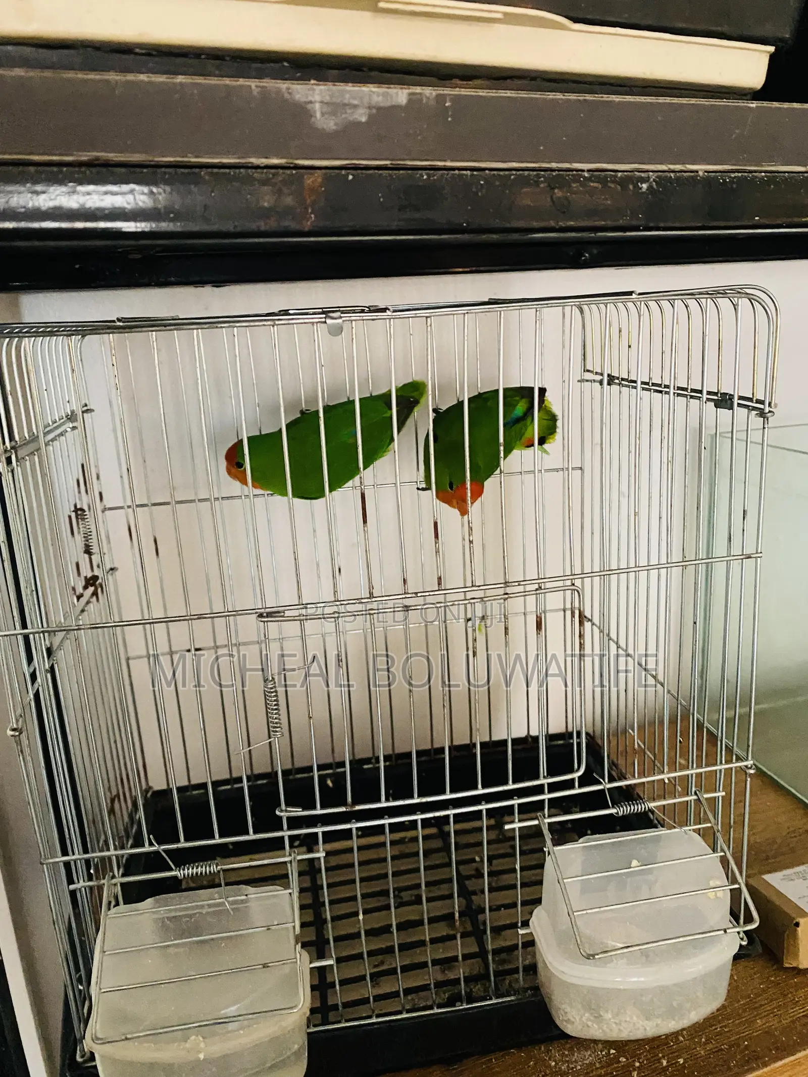 Love Bird Parrot