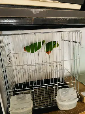 Love Bird Parrot