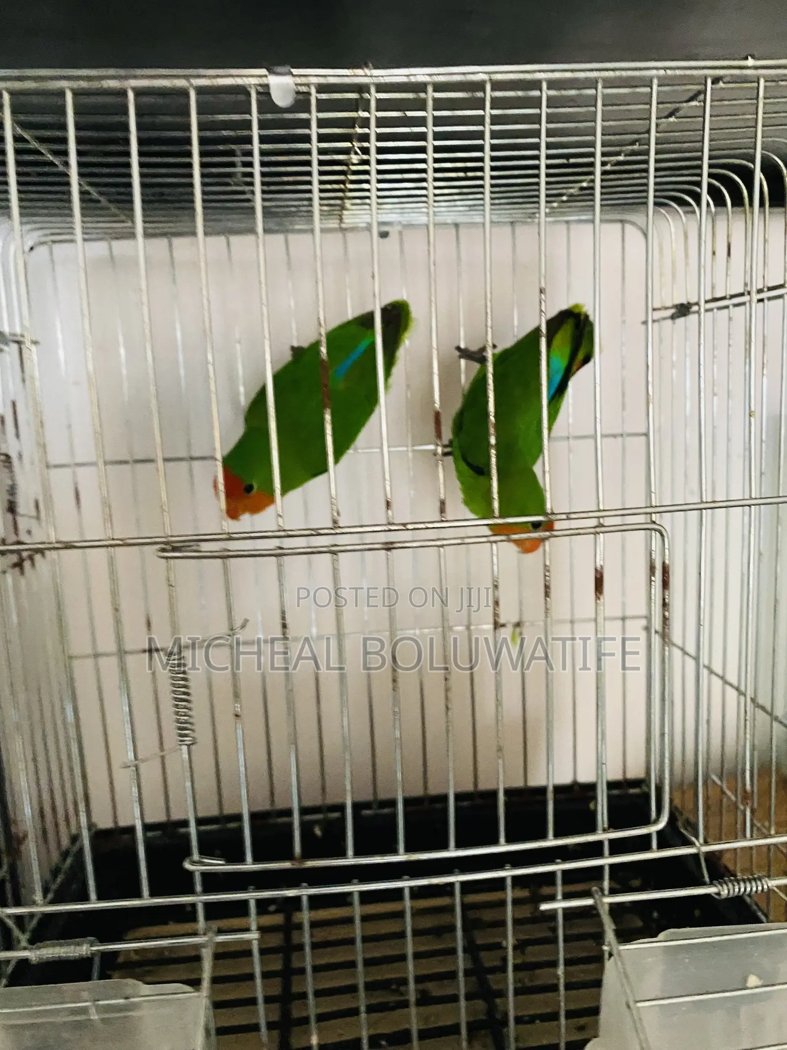 Love Bird Parrot