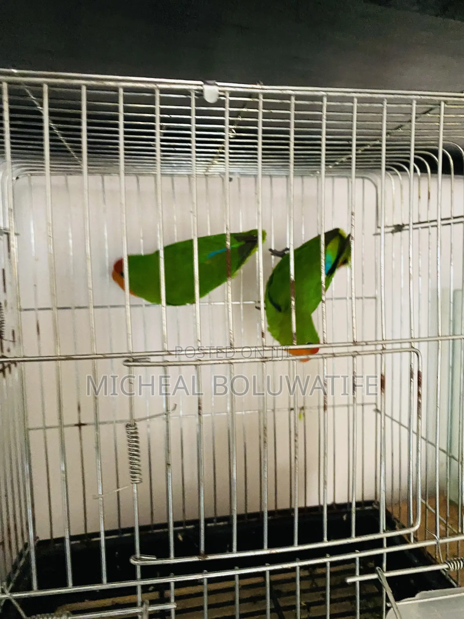 Love Bird Parrot